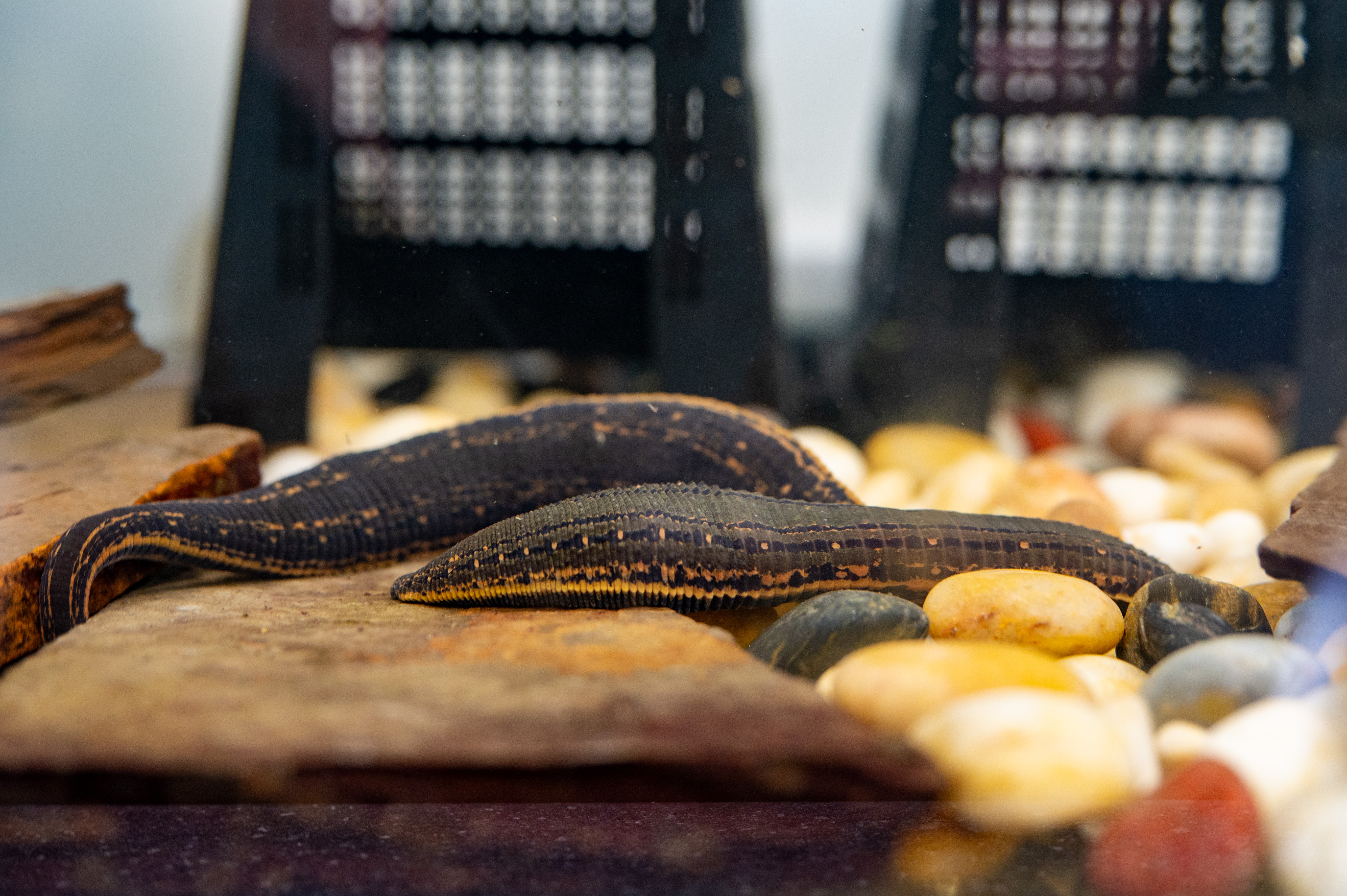 A medicinal leech in the breeding facility at the Highland Wildlife Park IMAGE: RZSS 2025