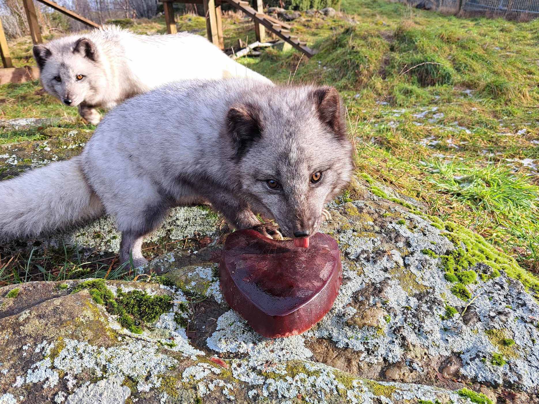 Arctic foxes Jack and Sarah enjoying frozen blood heart for valentines enrichment

Image: VICKIE LARKIN 2023