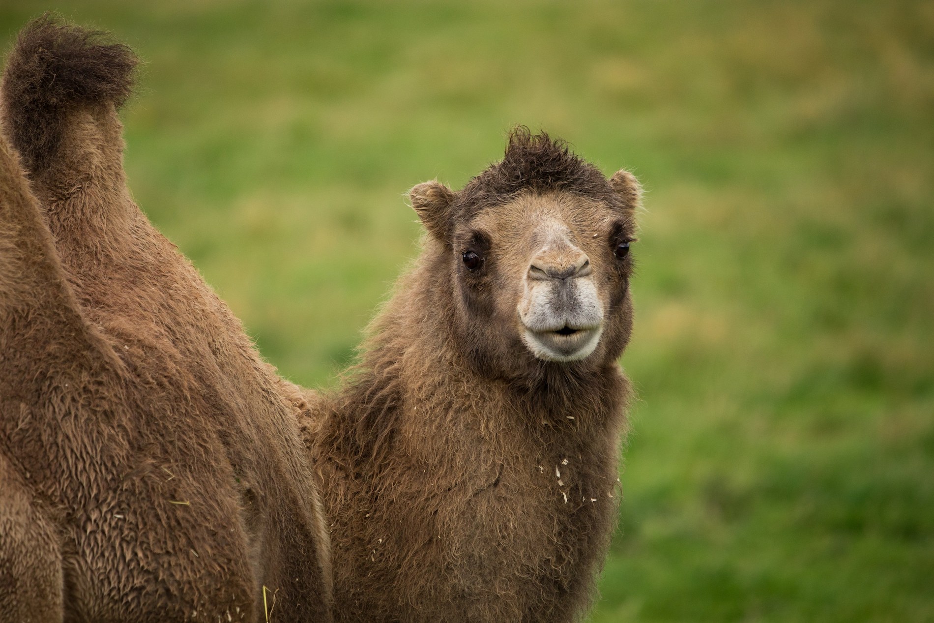 Bactrian camel eye contact entrance reserve

Image: 2021