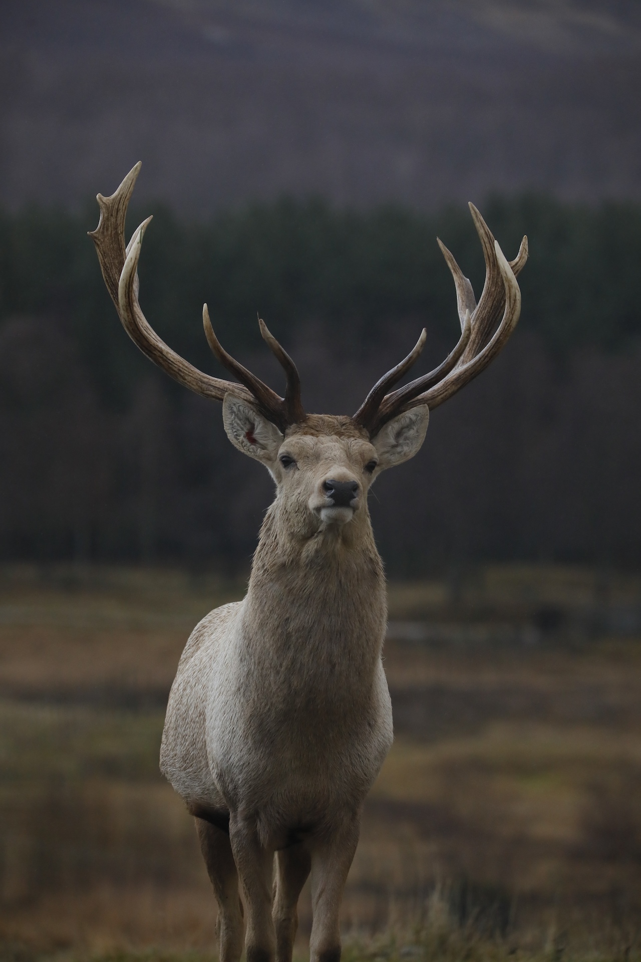 Bukhara deer face on looking toward camera, portrait

Image: AMY MIDDLETON 2023
