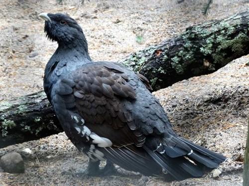 Capercaillie at Highland Wildlife Park

Image: RZSS 2017