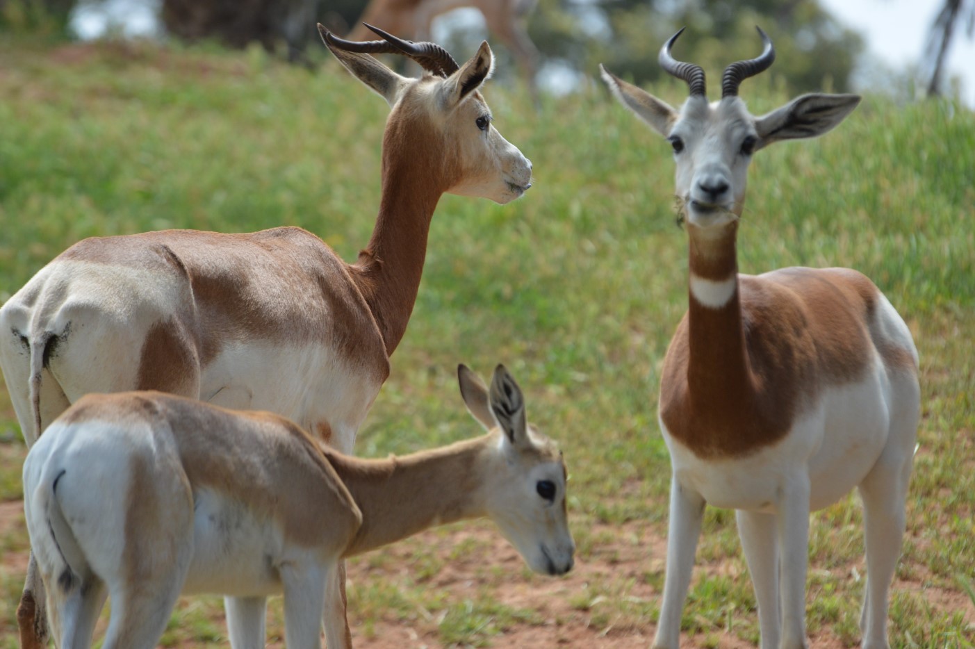 Three Dama gazelle in the wild 

IMAGE: Pixabay