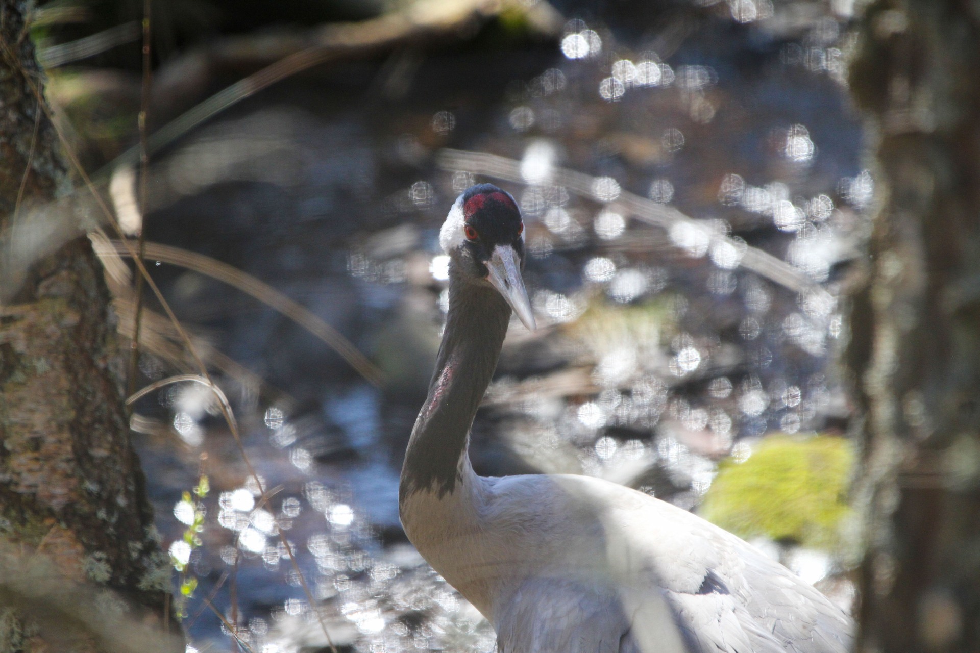 Eurasian crane with head turned toward camera, water reflecting light behind 

Image: ALLIE MCGREGOR 2023