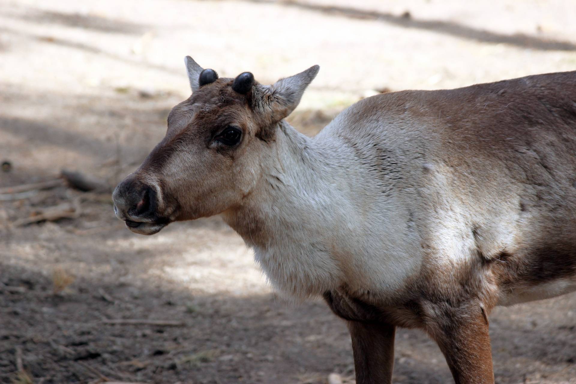 Reindeer looking to the left. Antlers are starting to grow from their head. IMAGE: Amy Middleton 2023