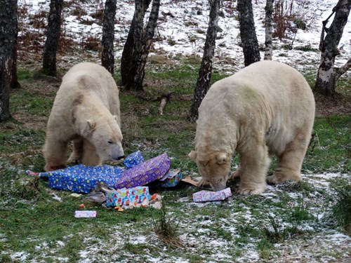 Arktos and Walker celebrating their birthdays  with wrapped box enrichment

Image: RZSS 2017