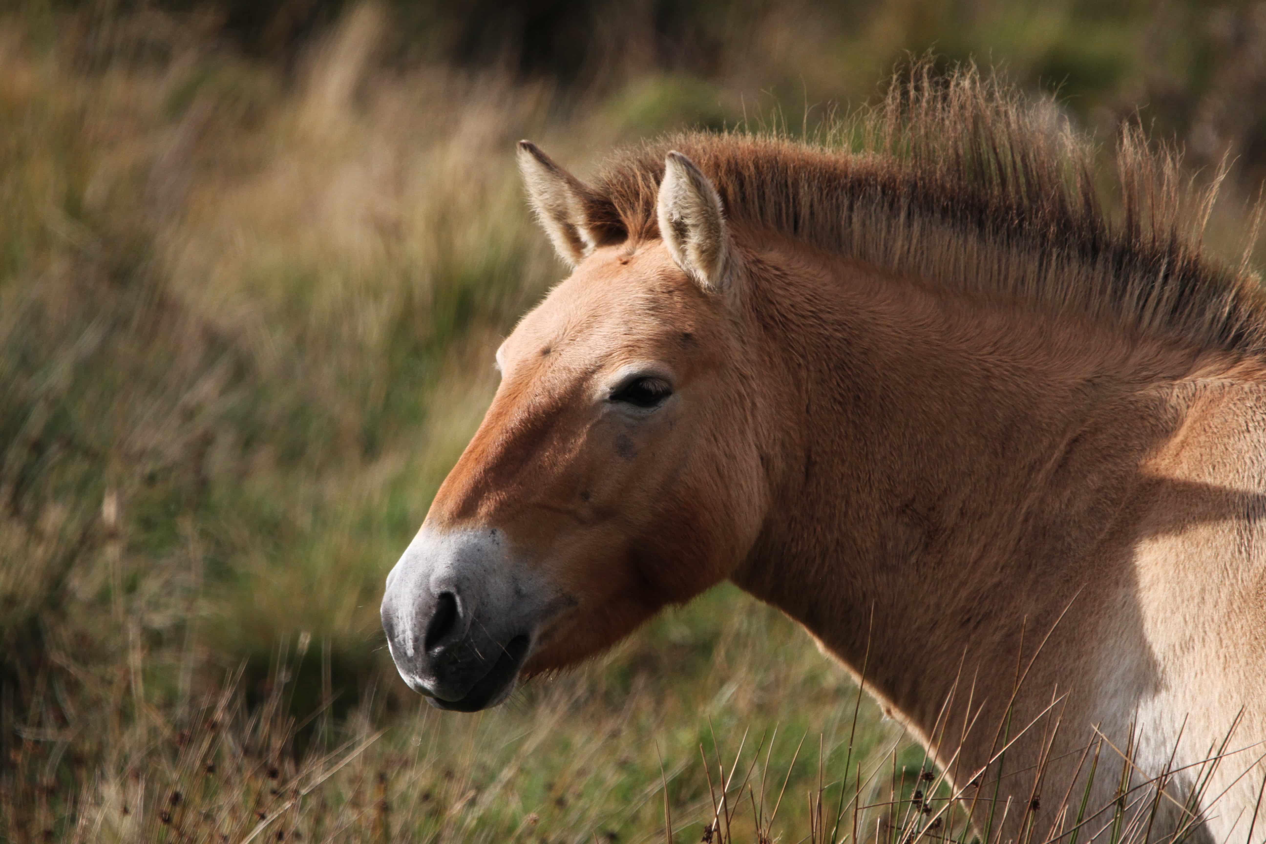 Przewalskis wild horse head close up looking to the left IMAGE: Laura Moore 2023