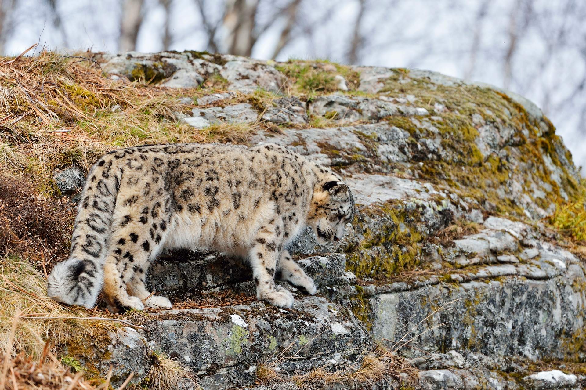 Snow leopard walking along rocky hillside

Image: LAURIE CAMPBELL 2022