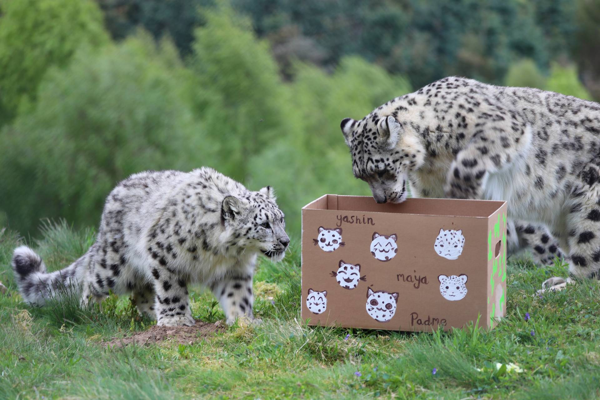 Snow leopard cubs Maya, Yashin and Padme playing with birthday box to celebrate turning one

Image: AMY MIDDLETON 2023