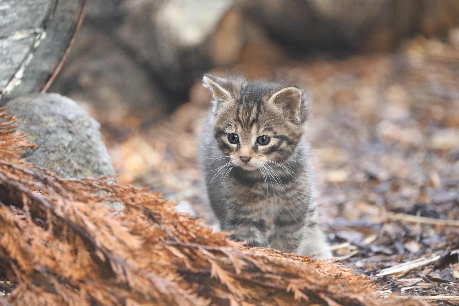 Tay wildcat kitten

IMAGE: Laura Moore 2025
