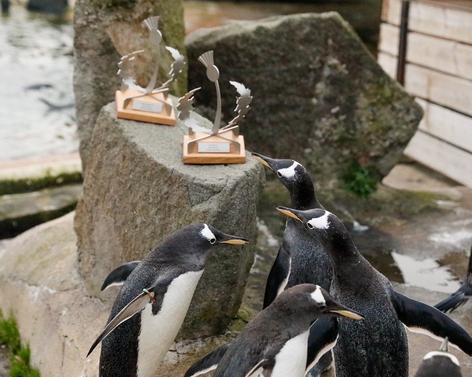 Edinburgh Zoo and Highland Wildlife Park 2025 Scottish Thistle Awards with the zoo's penguins IMAGE 2025 Rhiordan Langan-Fortune