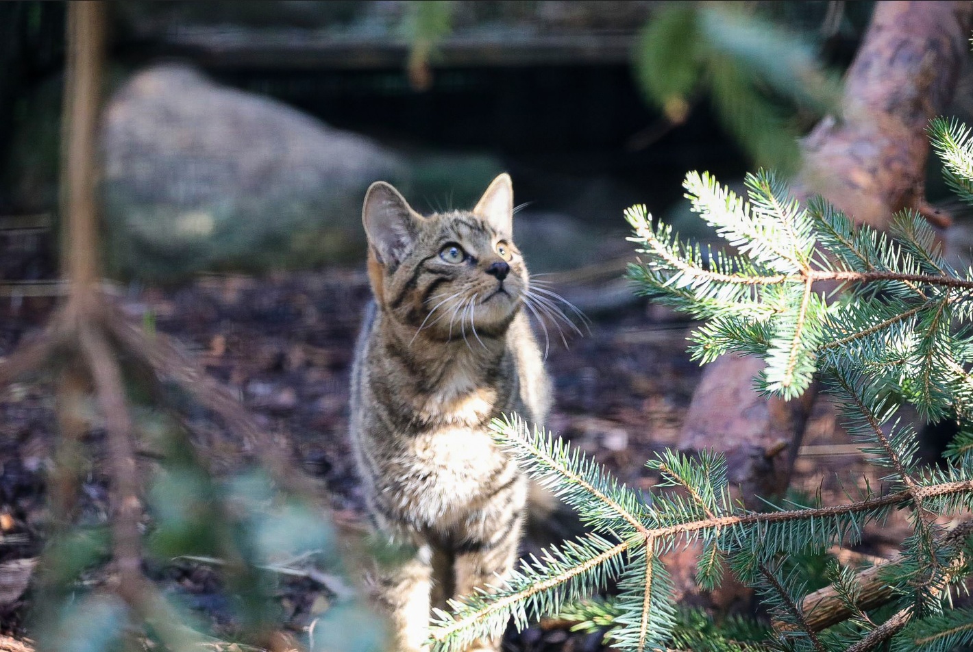 Young wildcat in enclosure at Highland Wildlife Park looking up

Image: ALLIE MCGREGOR 2023