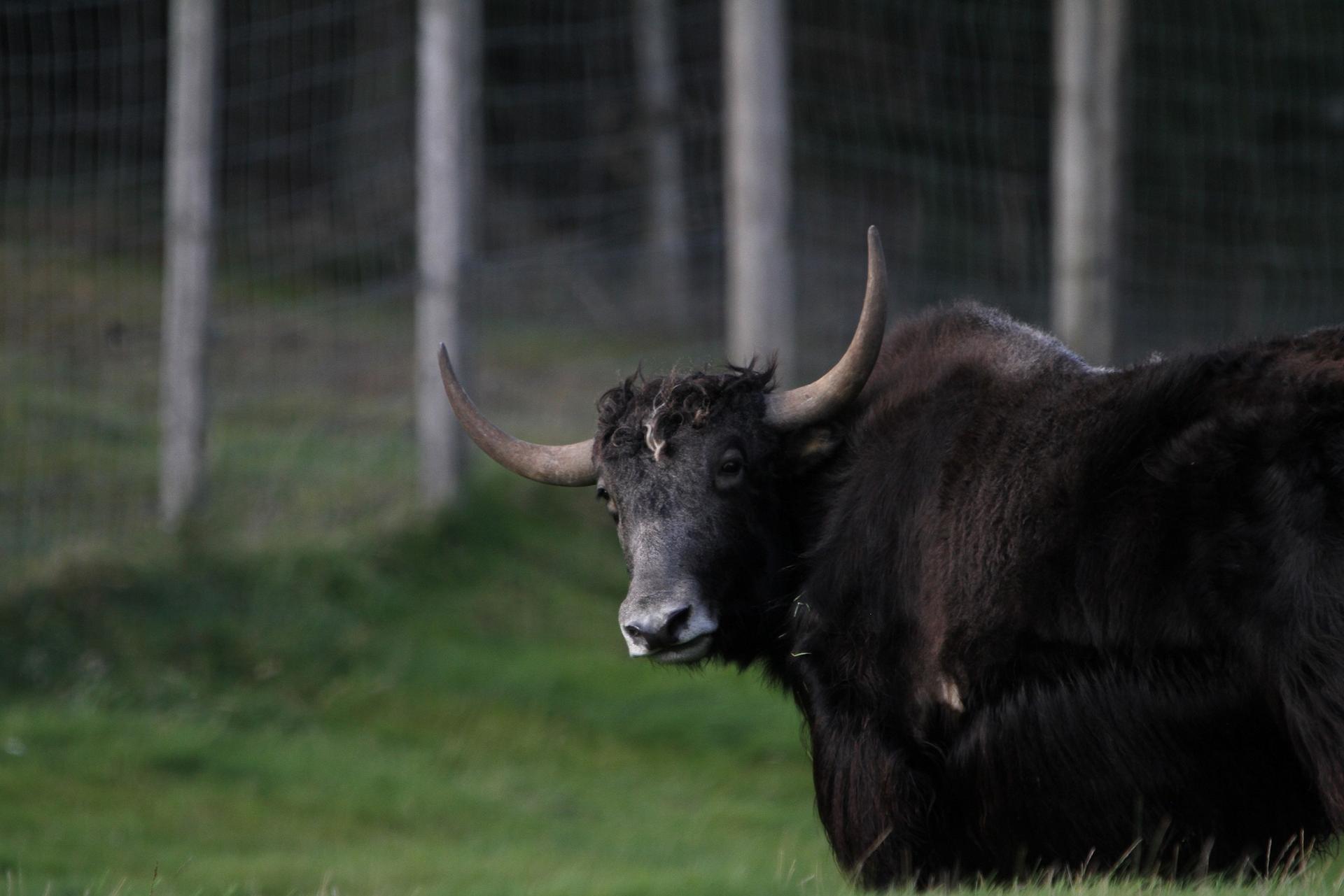 Yak lying down in the grass looking at the camera IMAGE: Laura Moore 2023